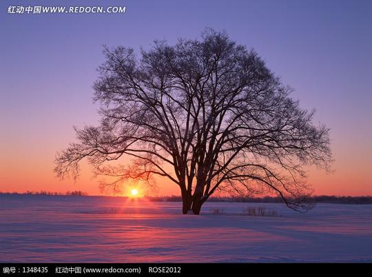 免费素材图片素材自然风光自然风景夕阳照射雪地上的一棵树