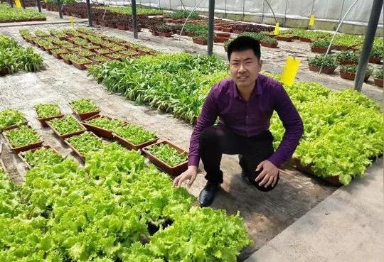 【创业故事】泰州高港农民盆栽有机蔬菜,种出致富"钱"