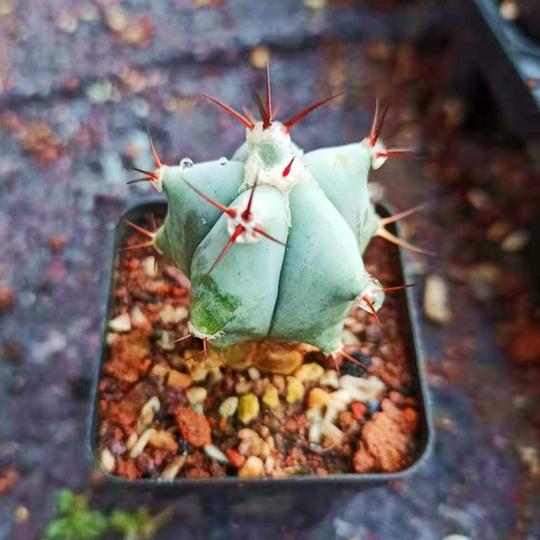弁庆玉仙人球实生开花强刺属好养仙人掌桌面花卉盆栽冷门小植物
