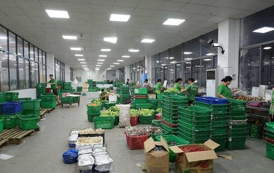 生鲜配送企业传统方法蔬菜分拣慢，如何更好更快分拣?