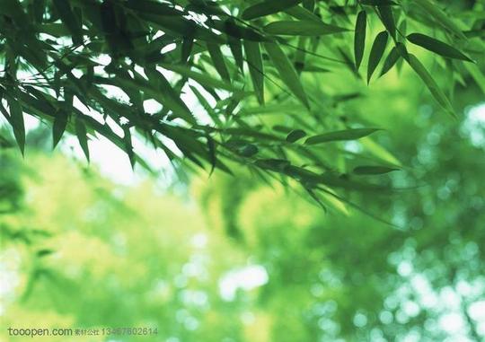 竹林风景-被风吹得摇摆的竹叶高清图片素材