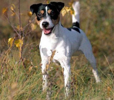 帕尔森罗塞尔梗犬多少钱狗狗品类大全图片