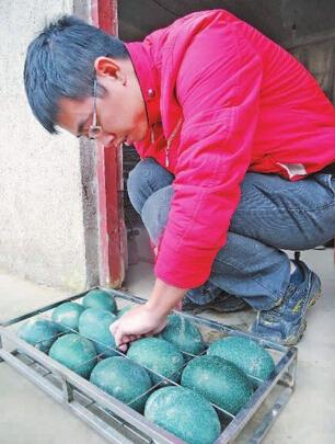陈跃洲在整理鸸鹋蛋,准备用于孵化.