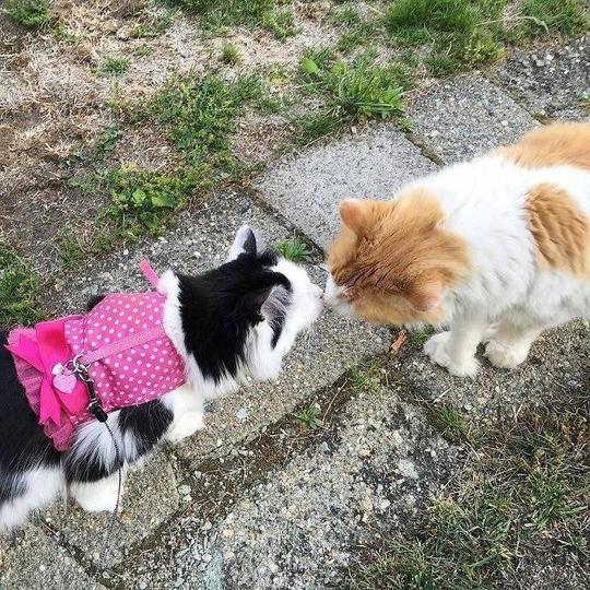 喵星人都开始撒猫粮了!虐哭单身狗!