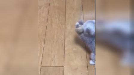 猫猫老鼠玩具