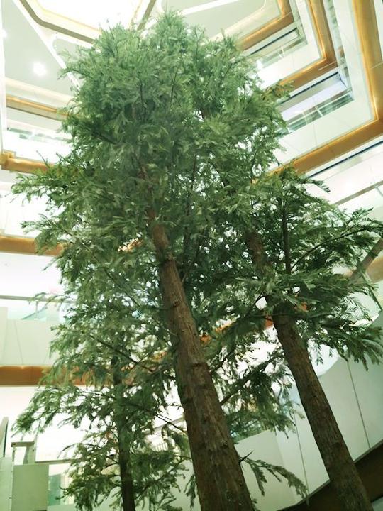 壁纸盆景盆栽树植物557_743竖版竖屏手机
