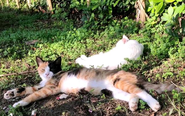 上海怎么预约流浪猫免费绝育手术
