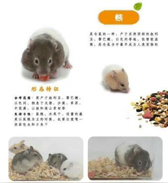 无锡市领养仓鼠地址在哪里