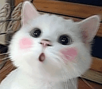 猫咪搞笑动态图片大全-猫咪搞笑gif图片合集下载【高清版】-西西软件下载