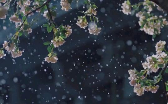 【古风空镜】灯笼，女子坐在树上，下雪，花，宫殿，晚上建筑群，物品飞起来，握手，扫地，火，倒茶