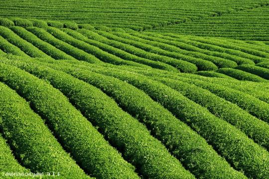 曝光补偿:相机:查看原图照片拍自江苏宜兴的一处茶园