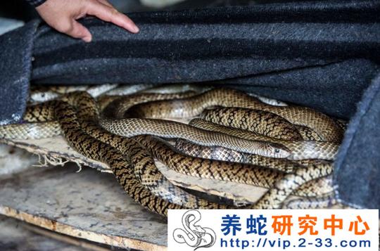 养蛇能挣钱吗