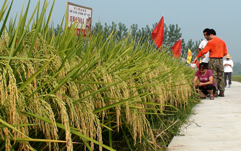 基因编辑育种技术