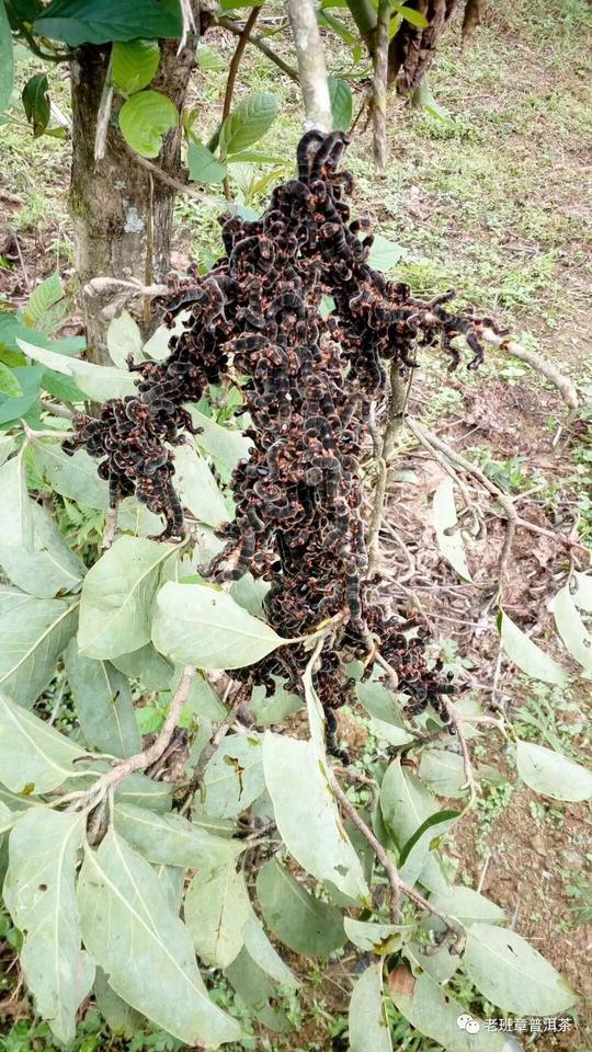 搞笑正文西双版纳普洱茶树,原始森林糖宝,会幻化成美女吗?