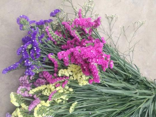 称斤鲜花包邮花千骨干花批发勿忘我满天星江湖地摊火爆产品