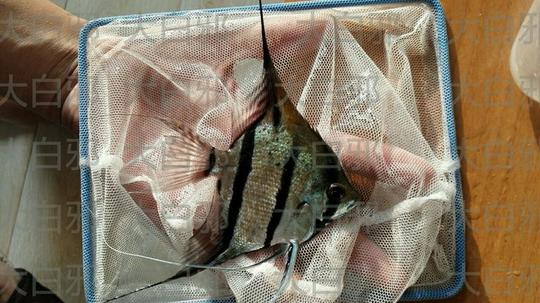 浏览淘宝保真野生秘鲁f1/红背/燕鱼喷点三角栋满栋神仙鱼活体南美观赏鱼价格