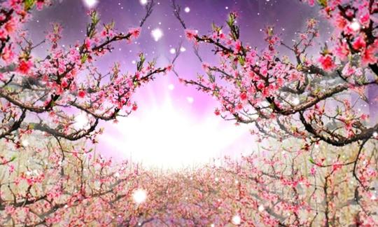 唯美桃花视频素材