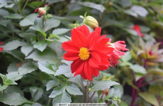 大丽花鲜花花卉花语花艺观赏花朵花瓣红色鲜花摄影