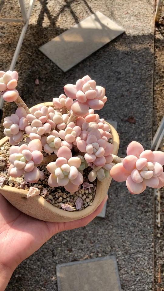 多肉植物老桩韩国多肉植物，洛神，香水sp，多肉植物，状态