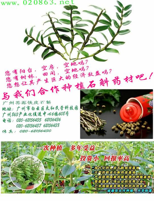 广州荟源农业科技有限公司r中草药种植铁皮石斛钱景光明