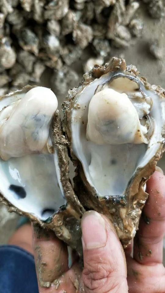 阳江生蚝批发_南昌生蚝多少钱一斤_做生蚝批发赚钱吗