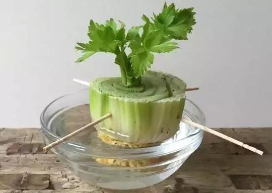 垃圾桶装满泥土,摆在阳台上有妙用|大蒜|油桶|托盘