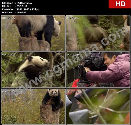 ps31564大熊猫四川卧龙祁阳园拍电影拍摄摄像机拍照高清实拍视频素材