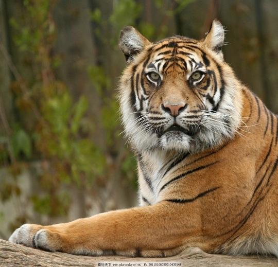 老虎猛虎东北虎兽中之王美丽野外虎年虎年吉祥节日素材