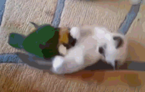 壁纸动物猫猫咪小猫桌面493_316gif动态图动图