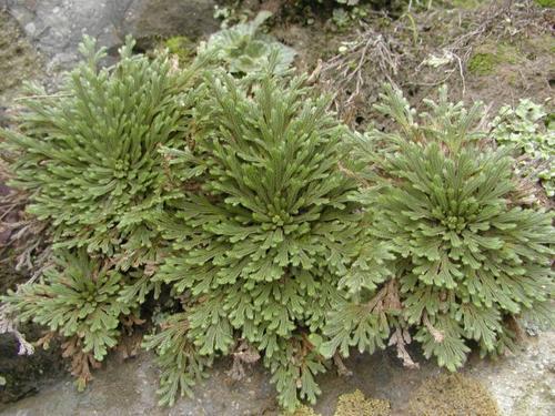 卷柏东北野生中草药植物九死还魂草南北方四季栽培花卉绿植易活