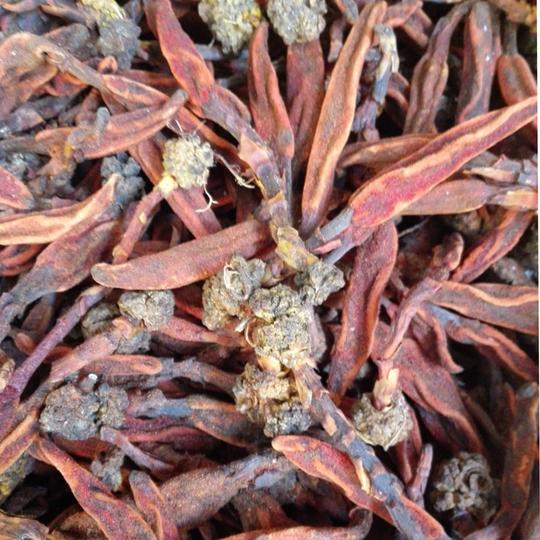 回春草野生顶天柱不老草云南野生草苁蓉500g包邮泡酒