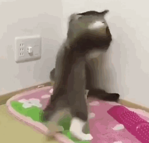 猫咪打架,强者原地站撸前来挑战的猫咪,网友:这气势一定是大师