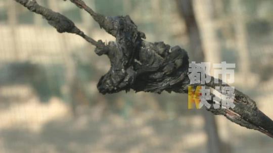 女子辞职创业养鸭三千只鸭子被烧死疑有人纵火