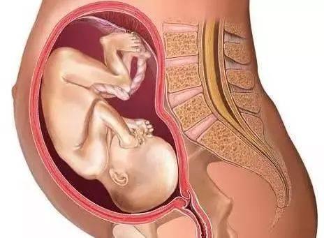 怀孕胎儿头部在什么位置