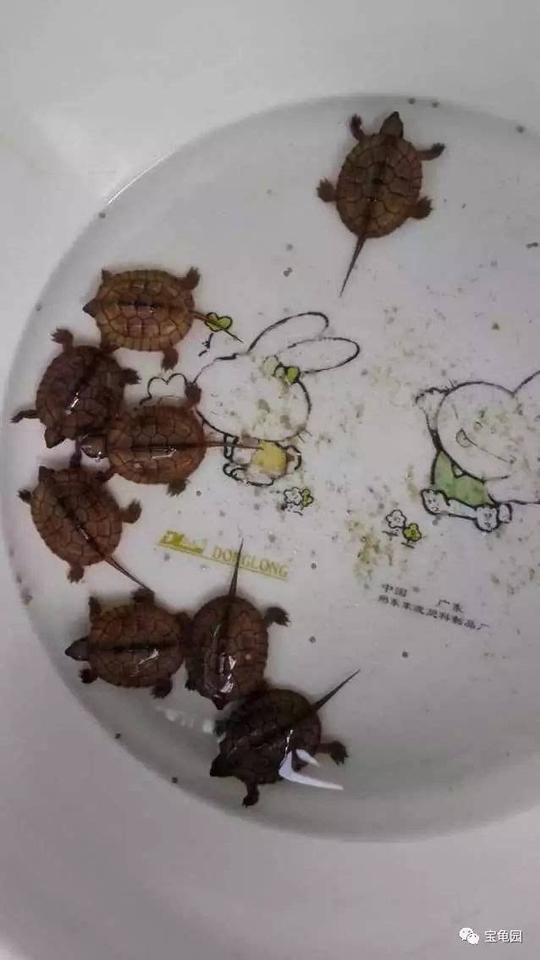 市场前景可观,这让他看到了养龟的商机,"做了这么多年的家具生意,转行