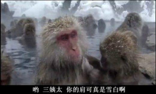 爆笑动物配音2,这哪个混球配的音