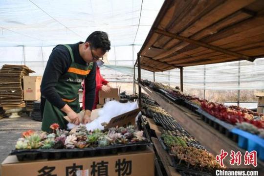 90后创业青年扎根乡村养多肉植物立志成为多肉大王