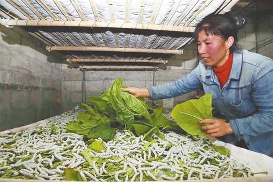 发展种桑养蚕产业,最终达到增收致富的目的.