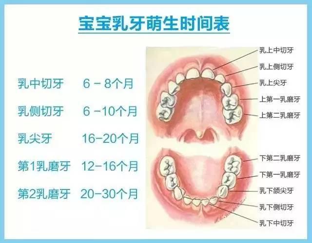 乳牙缝隙大对牙齿排列影响吗