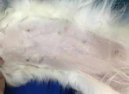 产妇得乳腺炎可以喂奶吗