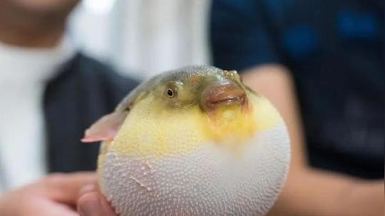 河豚浑身毒素，为何偏偏勾起人类的“邪欲”?吃货:有毒更美味
