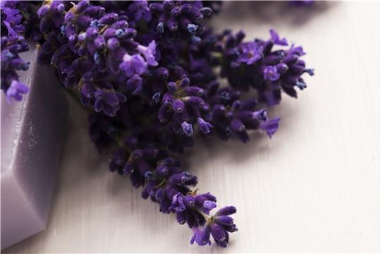 薰衣草_沐浴_图片大全—全景创意图库（quanjing.com）中国领先的正版图片视频素材网站