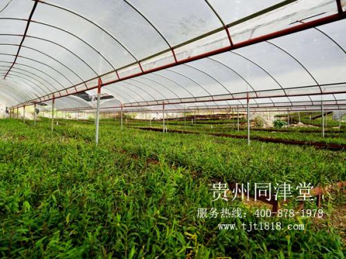 中草药材种植农业创业项目同津堂投资让你没经验也能