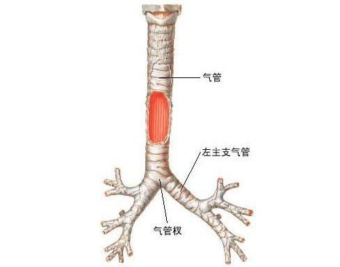 宝宝支气管炎的治疗方法