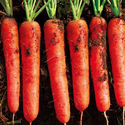 春季孩子长高的蔬菜水果有哪些