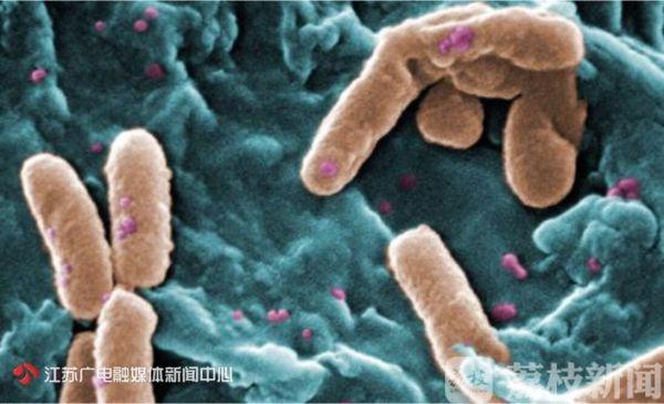 超级真菌怎么感染的