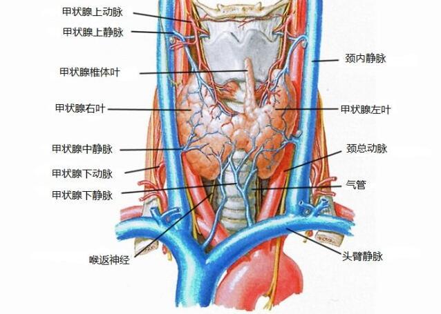 小儿急性喉炎有什么症状