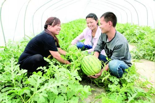 勤奋铺就创业路农民致富带头人