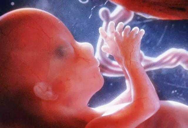 孕期胎儿发育全过程