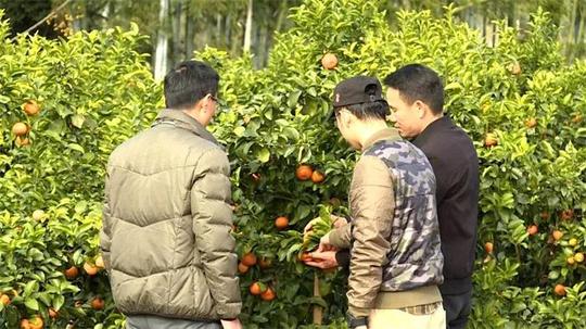 田源镇农民回乡创业种植沙糖桔迎丰收